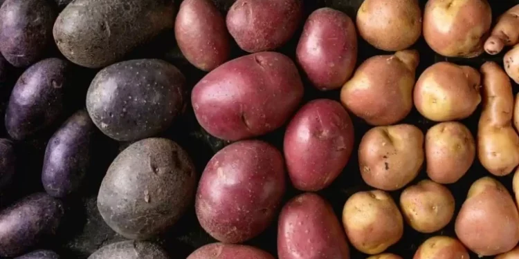 Под видом молдавского картофеля — импорт из Европы
