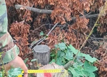 Noi cazuri de tăieri ilegale de arbori