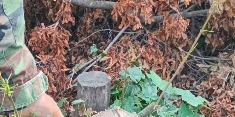 Noi cazuri de tăieri ilegale de arbori