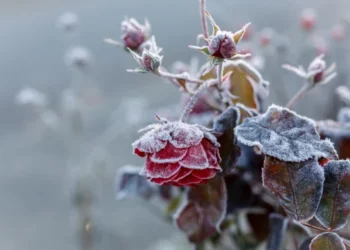 Înghețuri matinale și temperaturi blânde peste zi