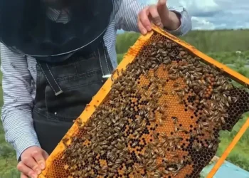 Пчеловоды напоминают властям об обещанной ими помощи