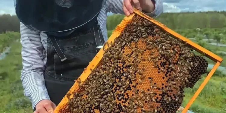 Пчеловоды напоминают властям об обещанной ими помощи