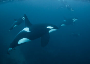 Un iaht a fost scufundat de balene ucigașe în largul coastelor Portugaliei: „Două-trei lovituri au fost suficiente”