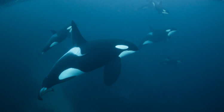 Un iaht a fost scufundat de balene ucigașe în largul coastelor Portugaliei: „Două-trei lovituri au fost suficiente”