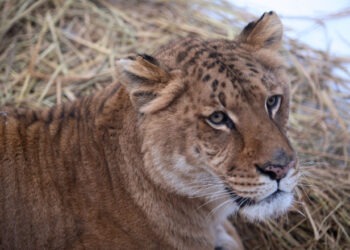 Copil de 5 ani mușcat de un Tigru la zoo în Suceava. Incidentul vine după ce o fetiță a fost atacată de o maimuță