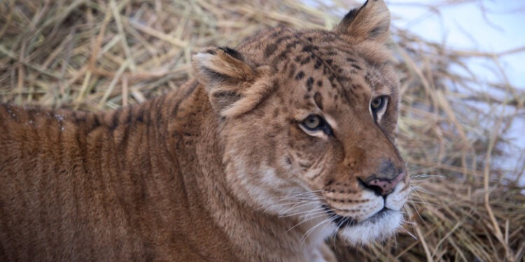 Copil de 5 ani mușcat de un Tigru la zoo în Suceava. Incidentul vine după ce o fetiță a fost atacată de o maimuță