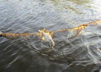 Tragedie pe Nistru: Bărbat de 77 de ani găsit înecat într-o plasă de pescuit