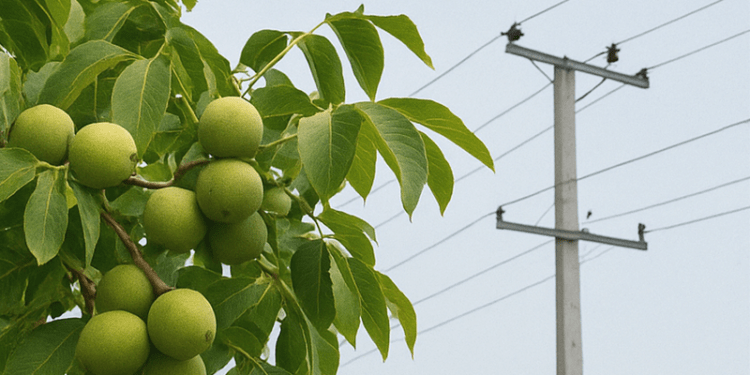 Atenție la culesul nucilor: Autoritățile avertizează despre riscul major de electrocutare lângă liniile electrice