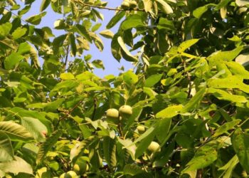 Premier Energy: Сбор грецких орехов смертельно опасен