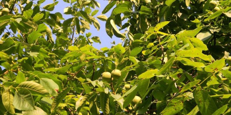 Premier Energy: Сбор грецких орехов смертельно опасен