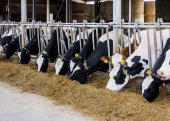 167 de focare de leucoză la bovine în Arad: peste 500 de animale sacrificate