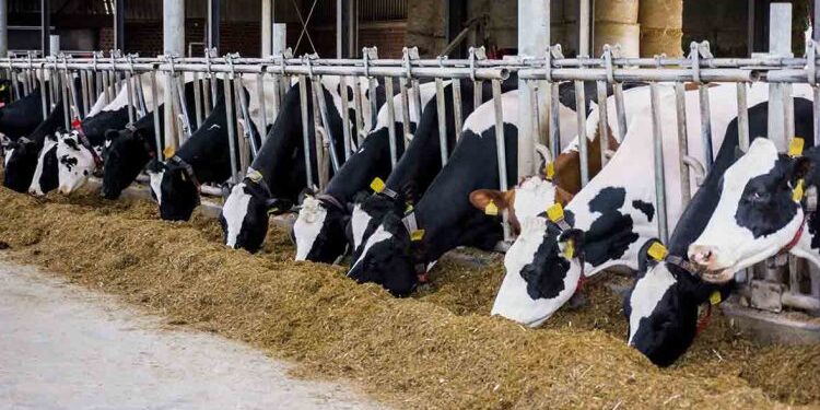 167 de focare de leucoză la bovine în Arad: peste 500 de animale sacrificate