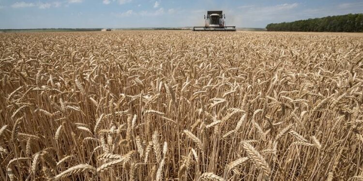 Экспорт пшеницы в Молдове сократился почти на 60%