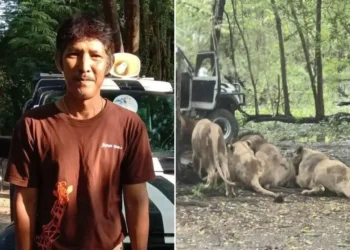 Scene de groază, la Safari World din Bangkok. Un îngrijitor a fost ucis de lei sub ochii turiștilor: „Au claxonat și au strigat după ajutor”