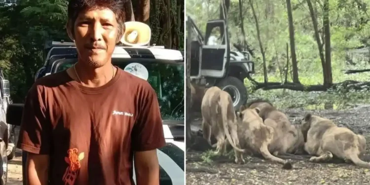 Scene de groază, la Safari World din Bangkok. Un îngrijitor a fost ucis de lei sub ochii turiștilor: „Au claxonat și au strigat după ajutor”