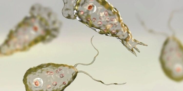 В Индии 19 человек умерли от «поедающей мозг амебы»