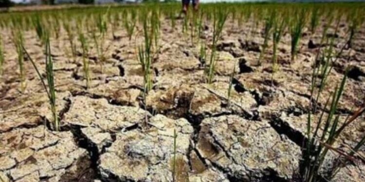 В этом году от засухи в Молдове пострадало более 41 тыс. гектаров сельхозугодий