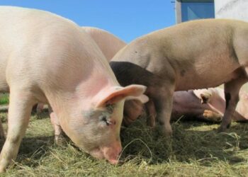 Focar de pestă porcină africană la porci domestici în Ciocîlteni, Orhei