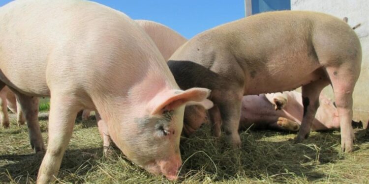 Focar de pestă porcină africană la porci domestici în Ciocîlteni, Orhei