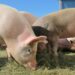 Focar de pestă porcină africană la porci domestici în Ciocîlteni, Orhei