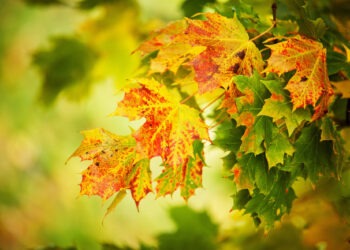 Ясный осенний день в Молдове: до +13°C и без осадков