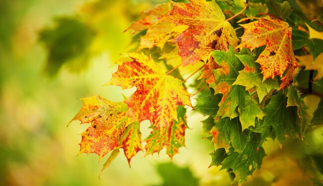 Ясный осенний день в Молдове: до +13°C и без осадков