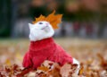 Прогноз на 23 октября: Южный ветер принесёт до +19 °C