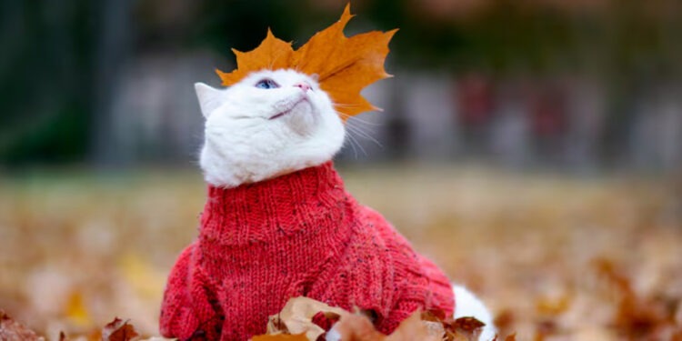 Прогноз на 23 октября: Южный ветер принесёт до +19 °C