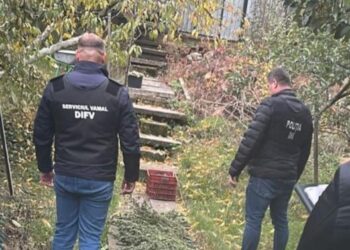 Тайные плантации в Страшенах: Полиция нашла 14 кг каннабиса стоимостью 4 млн леев