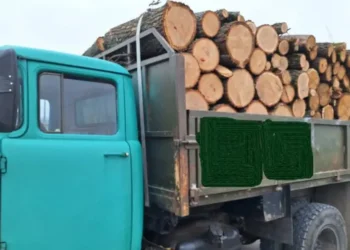Более 17 тысяч леев штрафов после того, как несколько водителей были пойманы с незаконной древесиной