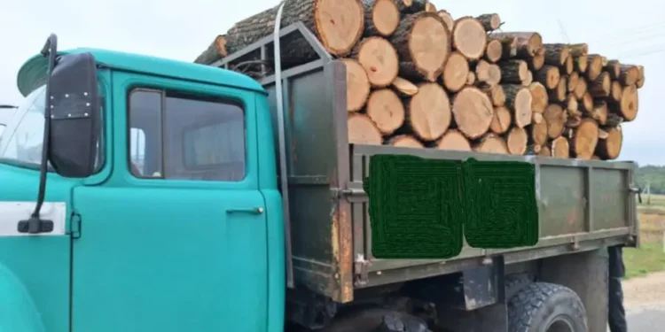Более 17 тысяч леев штрафов после того, как несколько водителей были пойманы с незаконной древесиной