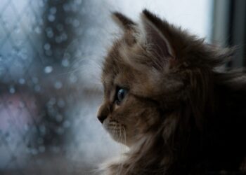 Погода в Молдове на 6 октября: дожди и геомагнитная буря