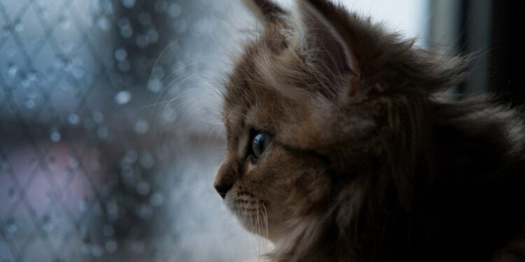 Погода в Молдове на 6 октября: дожди и геомагнитная буря