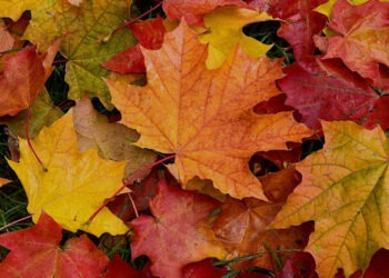 Первый день октября в Молдове: облачно и прохладно, дожди — лишь местами