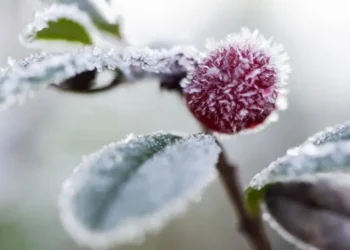 В Молдове ожидаются заморозки: синоптики объявили желтый код по всей стране