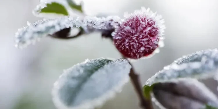 В Молдове ожидаются заморозки: синоптики объявили желтый код по всей стране