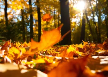 Пасмурно, но без дождей: Какой будет погода 20 октября