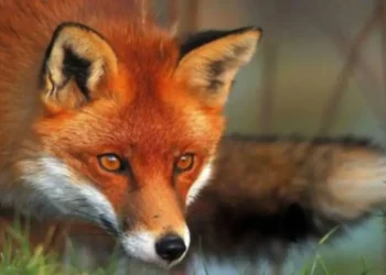 Стартовала кампания по вакцинации лис от бешенства! ANSA дает рекомендации гражданам