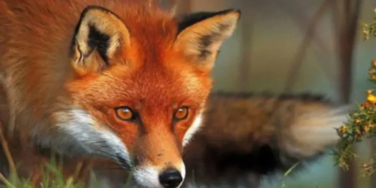 Стартовала кампания по вакцинации лис от бешенства! ANSA дает рекомендации гражданам