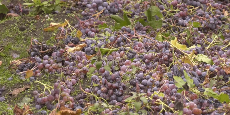 Отчаянный жест в Каушанах: Фермер выбросил более пяти тонн винограда