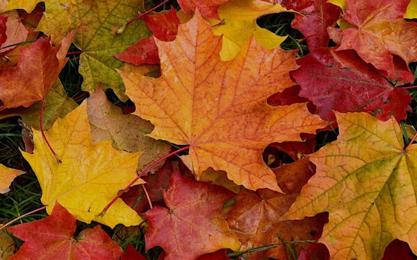 Первый день октября в Молдове: облачно и прохладно, дожди — лишь местами