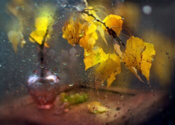 Осень вступает в свои права: в Молдове — прохлада, ветер и переменчивая погода