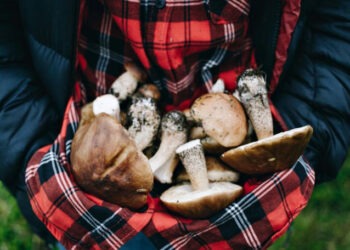 Шесть человек отравились грибами. Рекомендации специалистов