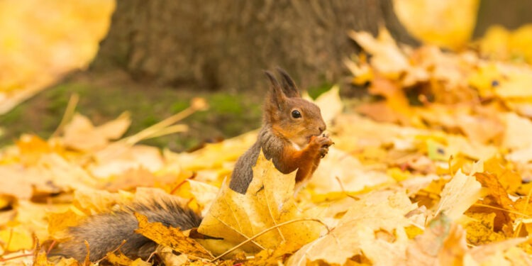 Погода в Молдове на 16 октября: без осадков и немного теплее