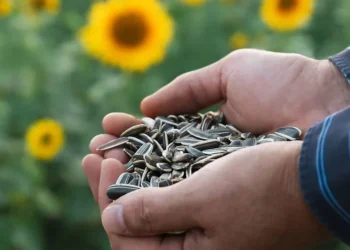 Урожай подсолнечника будет значительно ниже прогнозов