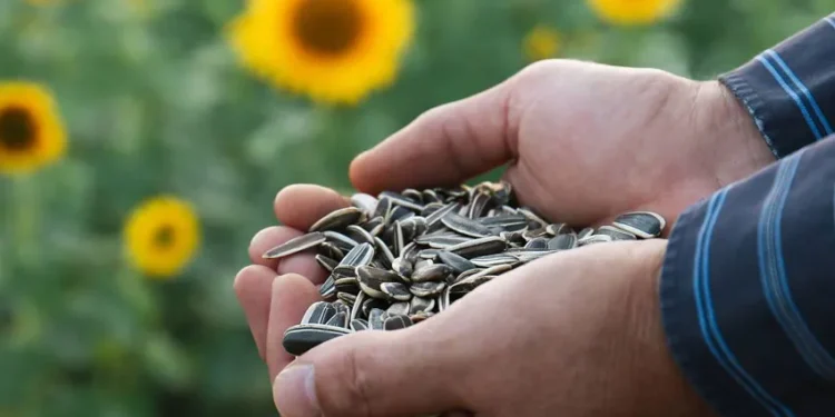 Урожай подсолнечника будет значительно ниже прогнозов