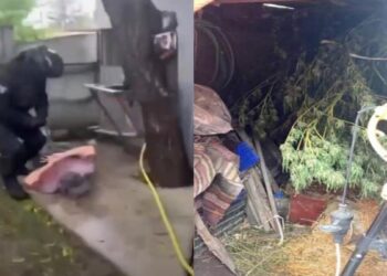 Polițiștii din Rîșcani au destructurat un grup de trafic de marijuana
