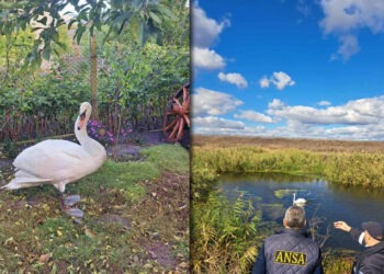 O lebădă rătăcită, salvată de inspectorii de mediu din Orhei