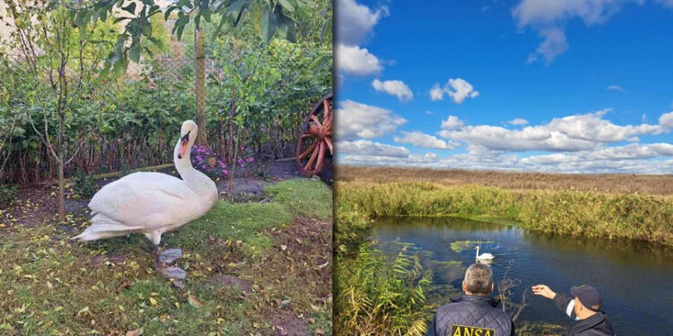 O lebădă rătăcită, salvată de inspectorii de mediu din Orhei