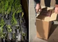 1,8 milioane de țigări de contrabandă descoperite la Lipcani